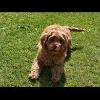 Labradoodle - Bitches