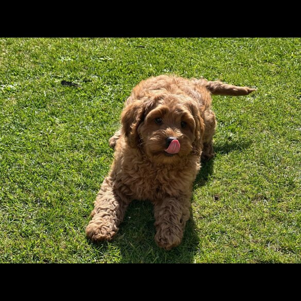 Labradoodle - Bitches