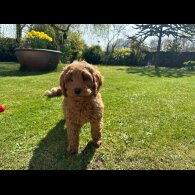 Labradoodle - Bitches
