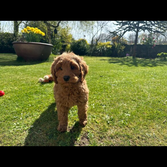 Labradoodle - Bitches