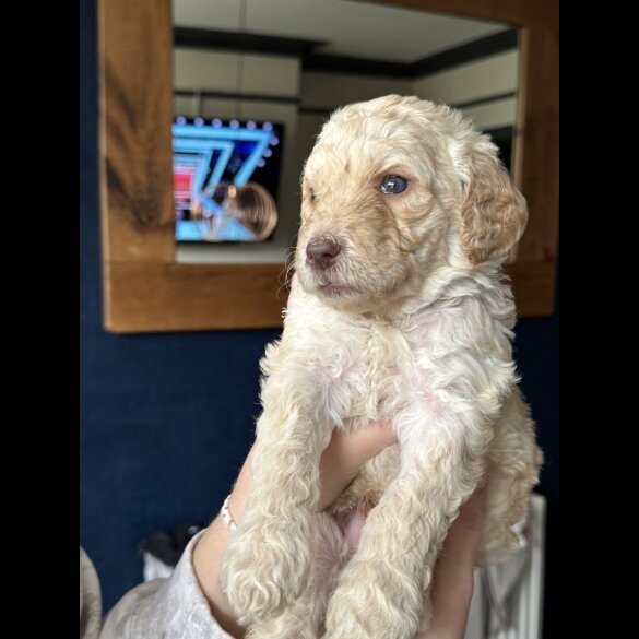 Labradoodle - Both