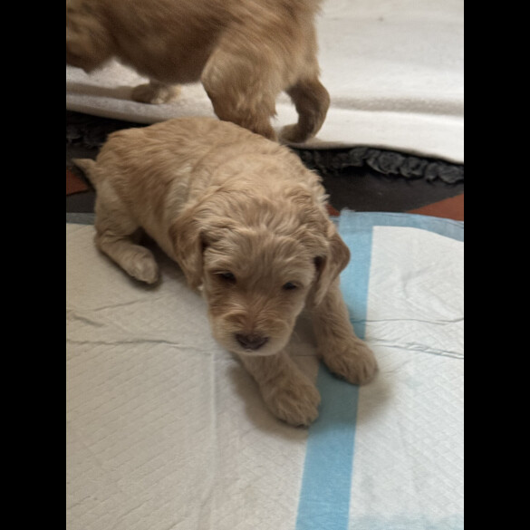 Labradoodle - Both