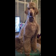 Labradoodle - Both