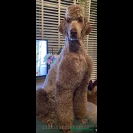 Labradoodle - Both