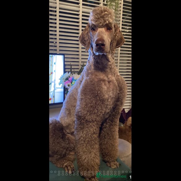 Labradoodle - Both