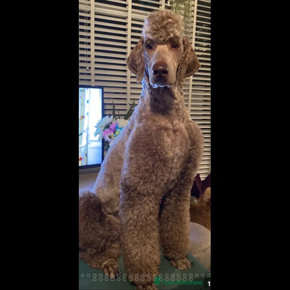 Labradoodle - Both