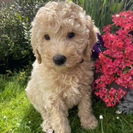 Labradoodle - Both
