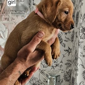 Labrador Retriever - Both