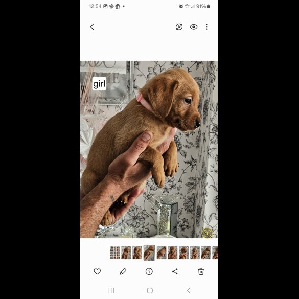 Labrador Retriever - Both