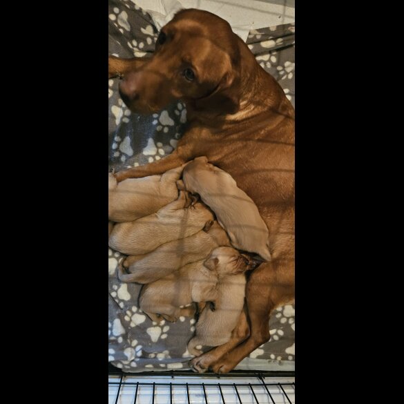 Labrador Retriever - Both