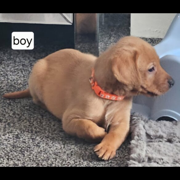 Labrador Retriever - Both
