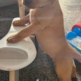 Labrador Retriever - Both