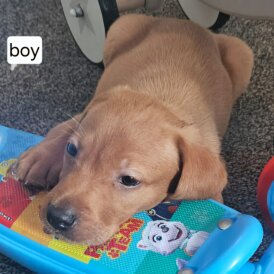 Labrador Retriever - Both