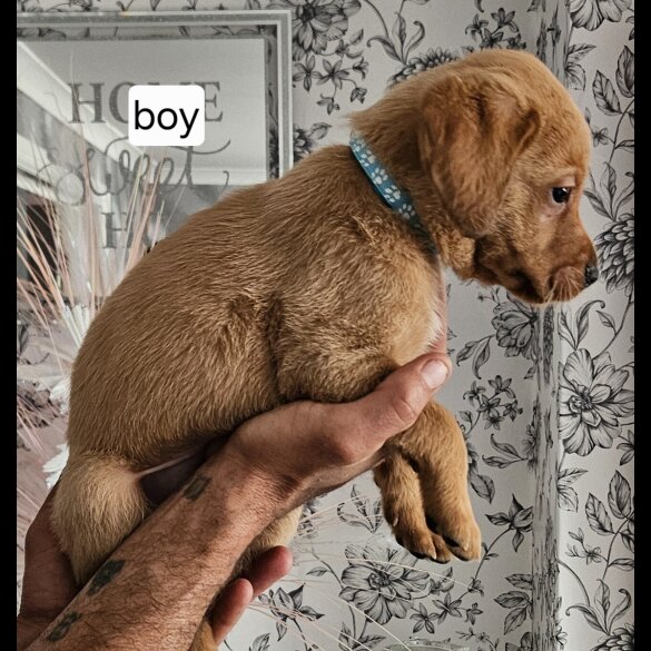 Labrador Retriever - Both