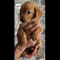 Labrador Retriever - Both