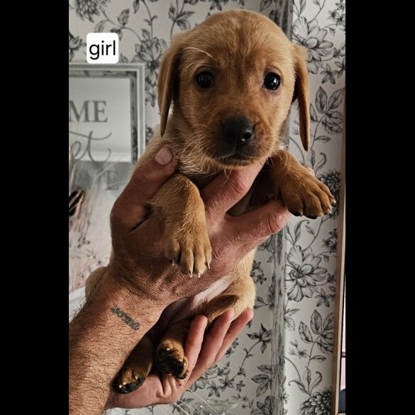 Labrador Retriever - Both