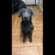 Labrador Retriever - Dogs