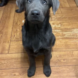 Labrador Retriever - Dogs