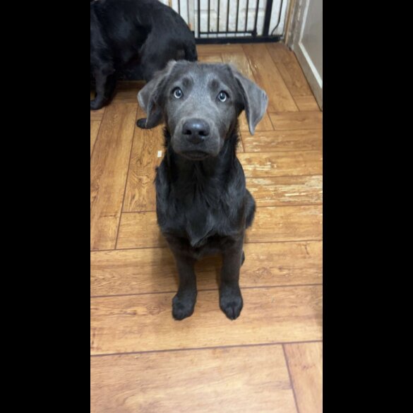 Labrador Retriever - Dogs