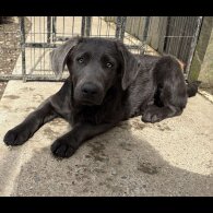 Labrador Retriever - Dogs