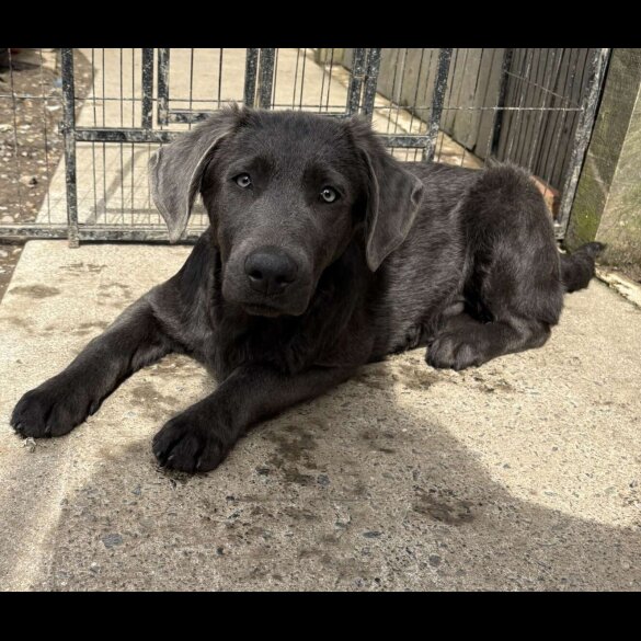 Labrador Retriever - Dogs