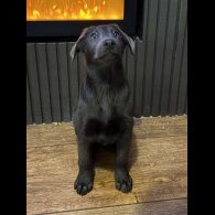 Labrador Retriever - Dogs
