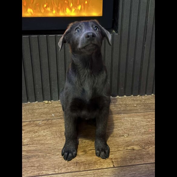 Labrador Retriever - Dogs