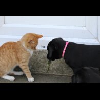 Labrador Retriever - Bitches