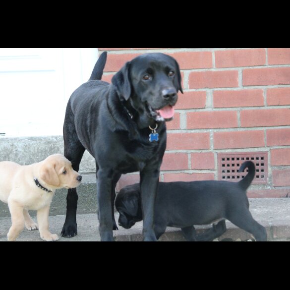 Labrador Retriever - Bitches