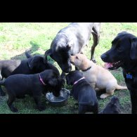 Labrador Retriever - Bitches