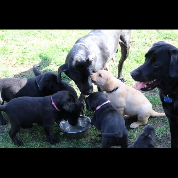 Labrador Retriever - Bitches