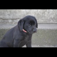 Labrador Retriever - Bitches