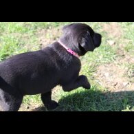 Labrador Retriever - Bitches