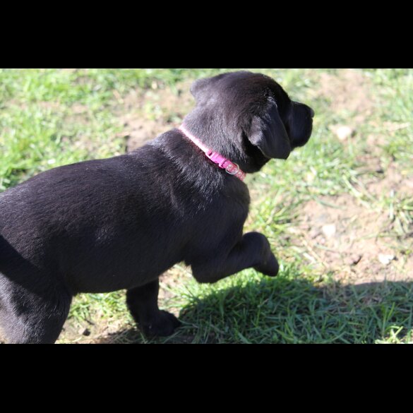 Labrador Retriever - Bitches