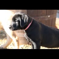 Labrador Retriever - Bitches