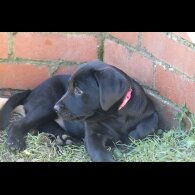 Labrador Retriever - Bitches