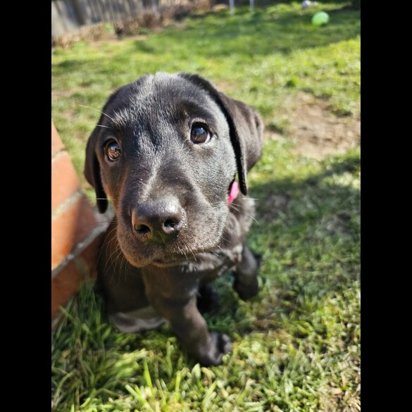 Labrador Retriever - Bitches