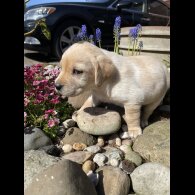 Labrador Retriever - Both