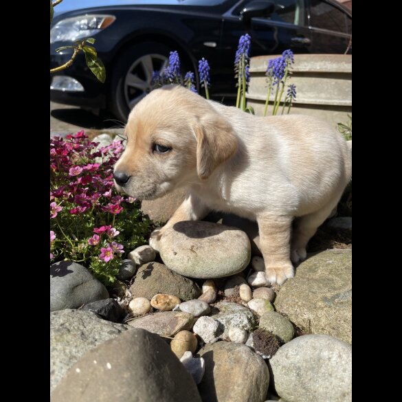 Labrador Retriever - Both