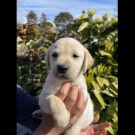 Labrador Retriever - Both