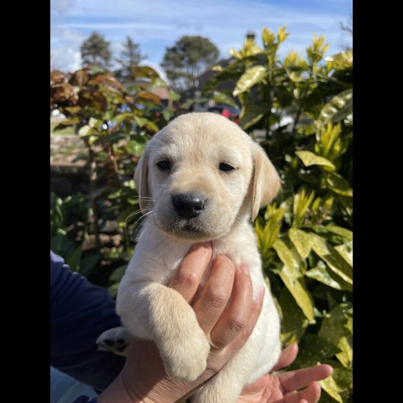 Labrador Retriever - Both