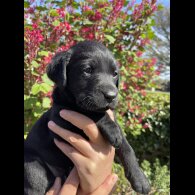 Labrador Retriever - Both