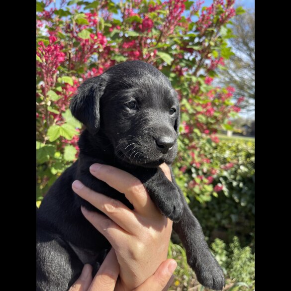 Labrador Retriever - Both