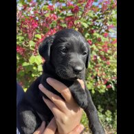Labrador Retriever - Both