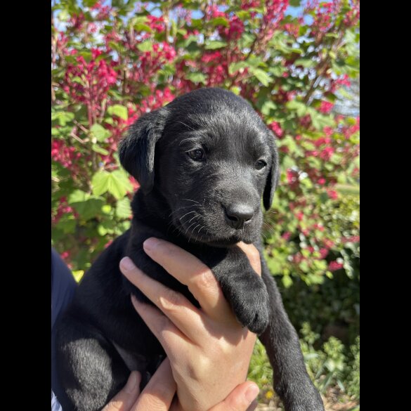 Labrador Retriever - Both