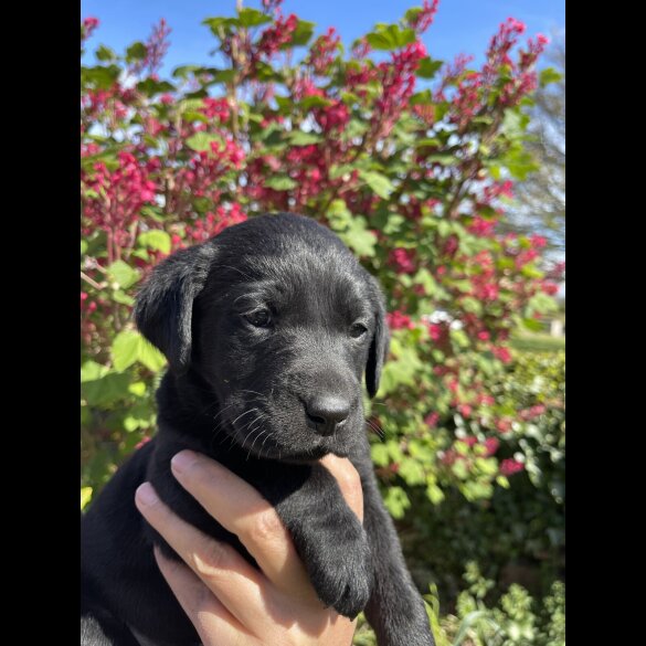 Labrador Retriever - Both