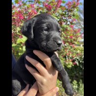 Labrador Retriever - Both