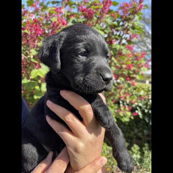 Labrador Retriever - Both