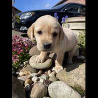 Labrador Retriever - Both
