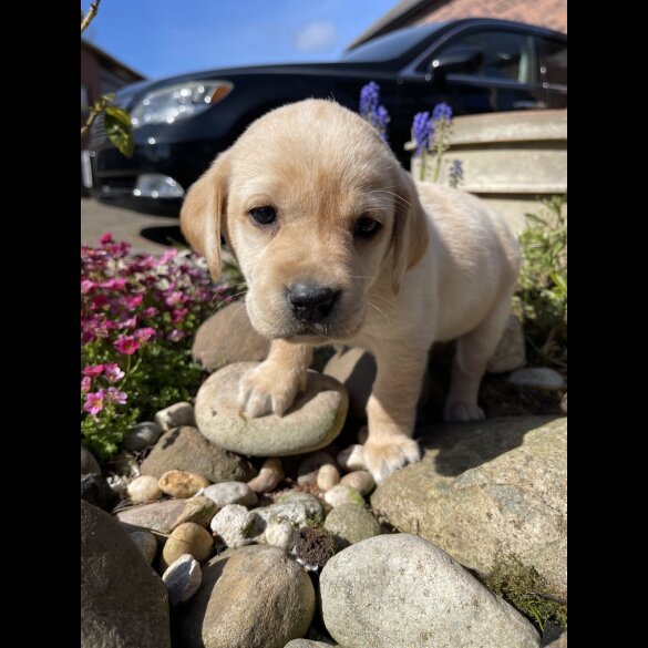 Labrador Retriever - Both
